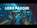 Loro Park - Tenerife | Exploring Tenerife #13