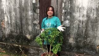 Học cách trồng và chăm sóc cây Nguyệt Quế - Learn how to plant and care for Laurel trees
