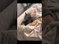 soft love in a loud world #cat #magichour #fyp #viral #catlover #shorts #ai