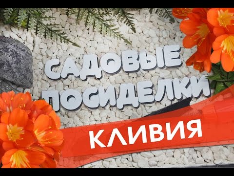 Кливия - секреты ухода и выращивания в домашних условиях. Проверенный способ для цветения кливии.