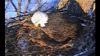 Decorah Eagles 2-23-14  Mom Decorah Lays First Egg