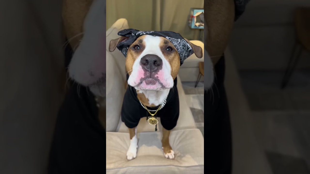 My Dog Speaks Perfect English Viral Short28 Shortvideo Shortsfeed