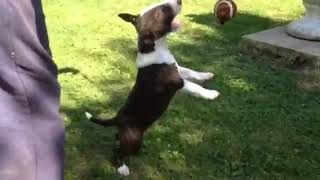 Bull Terrier Puppy For Sale - Male