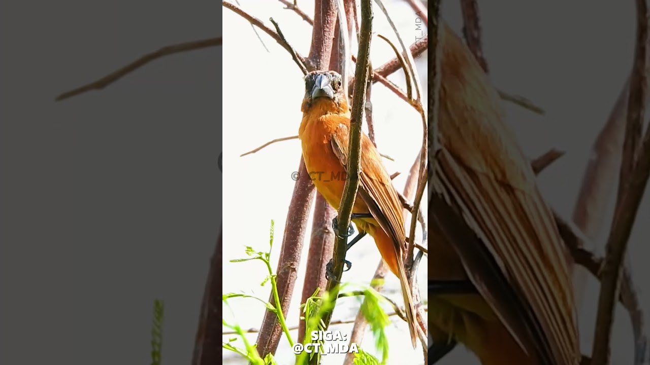 AZULÃO PARDO CANTANDO NA NATUREZA! 💎 (Cyanoloxia brissonii)