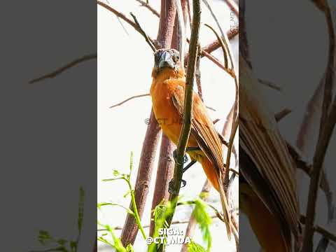 AZULÃO PARDO CANTANDO NA NATUREZA! 💎 (Cyanoloxia brissonii)