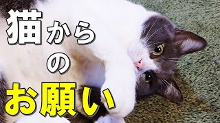 【保護猫】猫の気持ちを代弁します！猫が飼い主にしてほしいと思っている１０のこと