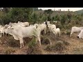 Venda de vacas paridas!!!! Fala com gente