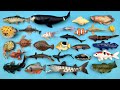 Hewan Laut dan Ikan Air Tawar Hiu Gergaji Penyu Ammonit, Paus, Ikan Piranha, Hiu Zebra, Arwana, Koi