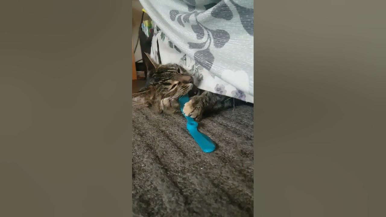 my cat fluffy being awesome YouTube