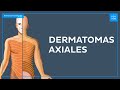 Dermatomas axiales - Anatomía Fácil | Kenhub