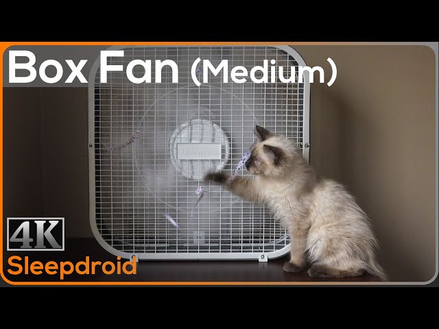 ►10 hours of Box Fan White Noise | Sounds for Sleeping (Medium Speed) with Cute Kitten, Window Fan class=