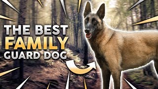 Download Belgian Malinois! The Best Family Guard Dog!? Video MP3 Belgian Malinois! The Best Family Guard Dog!?