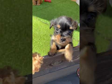 ミックス犬 珍しいノーフォークテリア チワワ Youtube