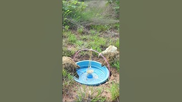 Best Unique  Bird Trap - #Shorts - New Creative Bird Trap Technology