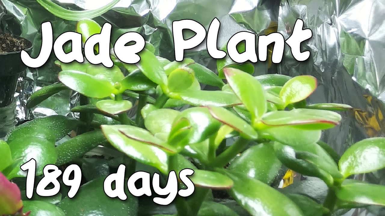 Jade Plant Time Lapse - 6 Months