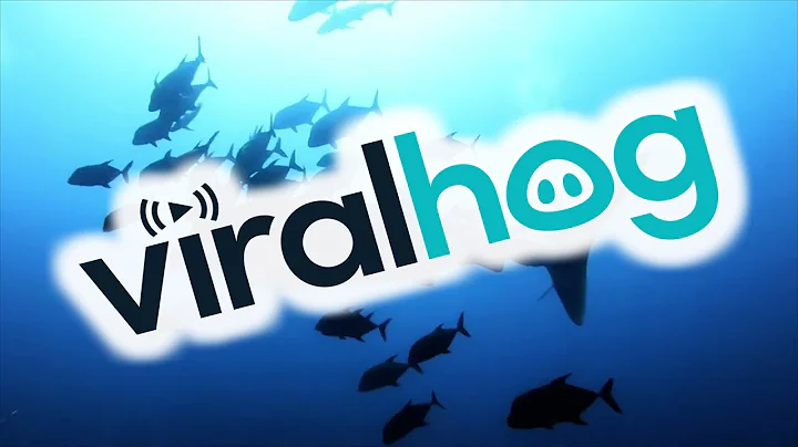 Encounter With A Young Whale Shark || ViralHog