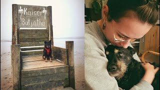Lonely Stray Dog Rescued Finds Her Perfect Mom - Howl Of A Dog