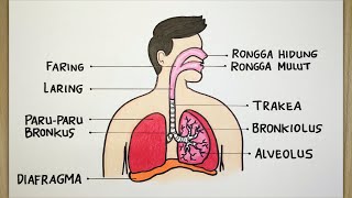 Cara menggambar organ pernapasan manusia