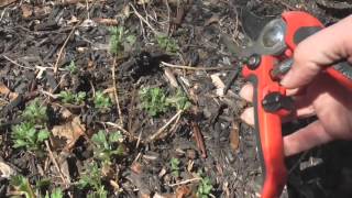 How To Take Care of Your Mums In The SPRING