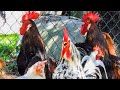 Rooster Crowing Compilation 2020 - Plus Chicken Sounds and Noises in the Morning