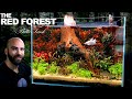 The Red Forest Betta Aquarium (no filter, no water change, planted tank Aquascape Tutorial)