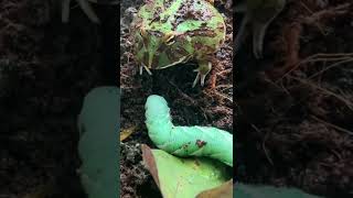 Pac-Man Frog  vs Horn-Worm #Wow  BITES HIM!!!Who’s Going To #win {WARNING LIVE FEEDING}