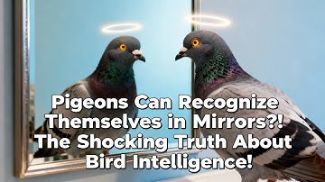 Wait, Pigeons Can Recognize Themselves in Mirrors? 😲 | Mind-Blowing Bird Facts!