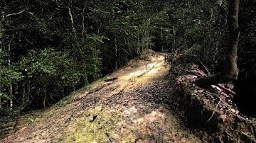 Woods from Lidar scan in Houdini