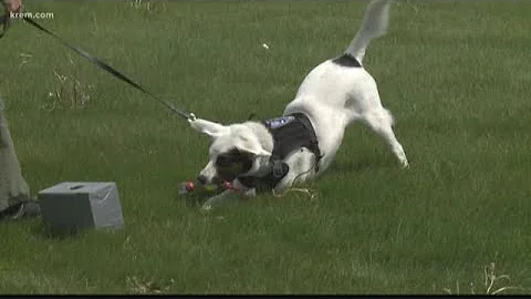 Puddles, the mussel sniffing dog, helps keep waterways free of invasive species