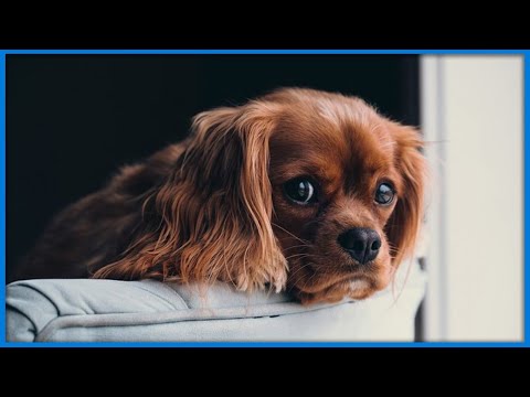 Vídeo: Dizer Adeus Ajuda A Prevenir A Ansiedade De Separação Do Cão?