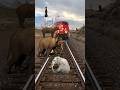 Elephant, elephant baby,dog, horse, bear crossing railway line #shorts#youtubeshorts