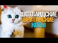 БРИТАНСКИЕ И ШОТЛАНДСКИЕ КОТЫ. ОПИСАНИЕ. УХОД. ХАРАКТЕР