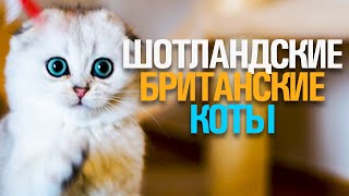 БРИТАНСКИЕ И ШОТЛАНДСКИЕ КОТЫ. ОПИСАНИЕ. УХОД. ХАРАКТЕР