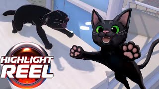 Little Kitty glitches out 🐱 | Highlight Reel # 742
