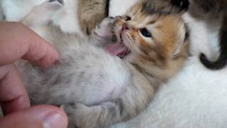 Cute kitten in trouble because his siblings are too depending on him...