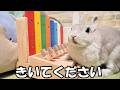 うちのうさぎさんが子ども用ピアノで一生懸命演奏した「カエルの合唱」をぜひお聴きください