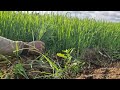 MANUAL RICE SEEDLING UPROOTING ON SEEDBED – WATCH THE PROCESS! - Agriculture Farming