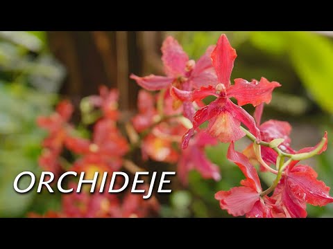 Video: Rozmnožování domácích orchidejí doma – jak získat dvě od jedné?