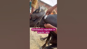 Intravenous injection in jugular vein l dr Umar khan