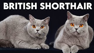 Pisica British Shorthair  Tot Ce Trebuie Sa Stii Despre Ea