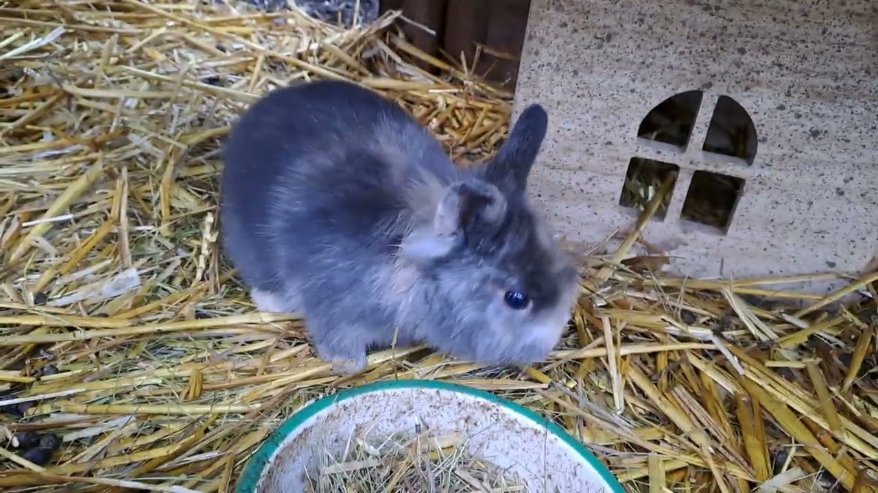 Jords gaat op bezoek bij Goofy 