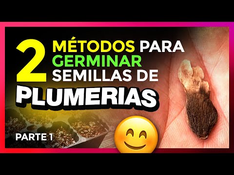 Video: Cómo Cultivar Plumeria A Partir De Semillas