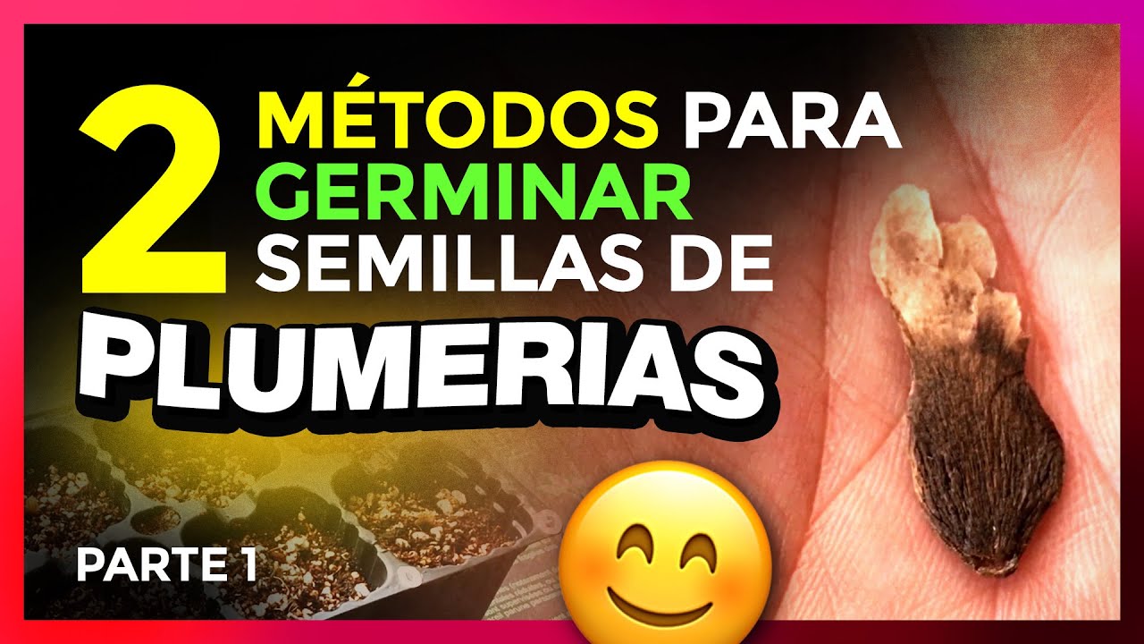 💚 [ GERMINAR SEMILLAS de PLUMERIA ] - 2 métodos (PARTE 1) #semillasdeplumeria