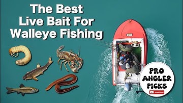 Ultimate Guide to the Best Live Bait for Walleye Fishing: Catch More Walleye Faster!
