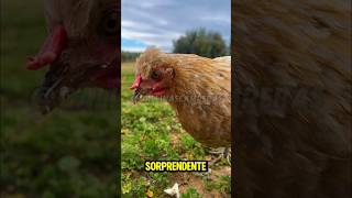 4 cosas que no sabías sobre las gallinas‼️🤔🐓🪺💯