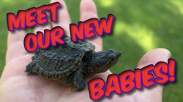Pet Snapping Turtles!!!