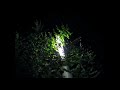 秋の虫の鳴き声【2017年9月23日】