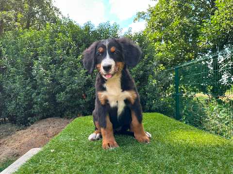 Video van Berner Sennen Vrouwelijk Tricolor - PUP-ID 014496557 | Dierenhof Debrabandere