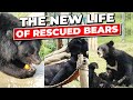 The new life of rescued bears