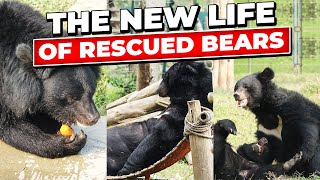 The new life of rescued bears